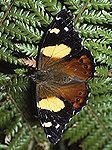 Insect, Insects, lepidoptera, Arthropod, Arthropods, insecta, butterfly, butterflies, admiral butterfly, admiral butterflies, vanessa itea, fern, ferns, australia.