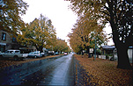 Australia, Tasmania, Tassie, Tas, Ross, street, streets, road, roads, sealed road, sealed roads, autumn, autumn scene, autumn scenes, tree, trees, autumn scene, autumn scenes.