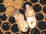 Insect, Insects, colony, colonies, apiculture, hive, hives, honey bee, honey bees, honeybee, honeybees, honey, Bee, Bees, beehive, beehives, apis, apis mellifera, pupa, pupas, pupae, mite, mites, varroa mite, varroa mites.