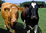 Animal, animals, Farming, Farmland, farm, farms, Farming, Farmland, Animal, Animals, Cow, Cows, dairy cow, dairy cows, dairy cattle, cattle, livestock, meat trade, meat industry, Friesian, Friesian cow, Friesian cows, Friesian cattle, Guersey cow, Guersey cows, Guersey cattle, rural, rural scene, rural scenes, agriculture, dairy farm, dairy farms, dairy farming.