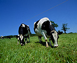 Farming, Farmland, farm, farms, Animal, Animals, Cow, Cows, dairy cow, dairy cows, dairy cattle, cattle, livestock, meat trade, meat industry, Friesian, Friesian cow, Friesian cows, Friesian cattle, Holstein Friesian, Holstein Friesian cow, Holstein Friesian cows, Holstein Friesian cattle, rural, grass, rural scene, rural scenes, agriculture, sky, skies, blue sky, blue skies, dairy farm, dairy farms, dairy farming.