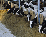 Farming, Farmland, farm, farms, Animal, Animals, Cow, Cows, dairy cow, pen, pens, dairy cows, dairy cattle, cattle, livestock, meat trade, meat industry, Friesian, Friesian cow, Friesian cows, Friesian cattle, Holstein Friesian, Holstein Friesian cow, Holstein Friesian cows, Holstein Friesian cattle, rural, rural scene, rural scenes, agriculture, farm, farms, dairy farm, dairy farms, dairy farming.