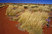 Australia, wa, western australia, outback, australian outback, desert, deserts, gibson, gibson desert, sign, signs, canning, canning stock route, stock route, stock routes, grass, grasses.