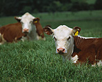 Farming, Farmland, farm, farms, Agriculture, livestock, animal, animals, cattle, meat industry, meat trade, cow, cows, hereford, herefords, hereford cattle, hereford cow, hereford cows, beef cattle.