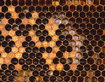 Bee, bees, colony, colonies, apiculture, beekeeping, beekeeper, beekeepers, honey, hive, hives, bee hive, bee hives, beehive, beehives, honey, honey production, bee yard, bee yards, bee farmer, bee farmers, bee farming.