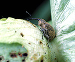 Crop, crops, Insect, insects, beetle, beetles, weevil, weevils, cotton weevil, cotton weevils, cotton boll weevil, cotton boll weevils, cotton, cotton crop, cotton crops, pest, pests, plant pest, plant pests.