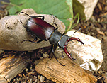 Insect, Insects, beetle, beetles, stag beetle, stag beetles, Lucanidae, horns.