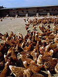 Animal, animals, bird, birds, chicken, chickens, hen, hens, poultry, freerange chicken, freerange chickens, free range chicken, free range chickens, free-range chicken, free-range chickens, free range, free-range, agriculture, farm, farms, poultry farm, poultry farms.