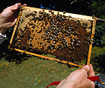Bee, bees, beekeeping, apiculture, apiary, colony, colonies, bee yard, bee yards, beekeeper, beekeepers, honey, hive, hives, bee hive, bee hives, beehive, beehives, honey, honey production, bee yard, bee yards, hand, hands, bee farmer, bee farmers, bee farming, frame, frames.