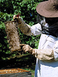 Bee, bees, colony, colonies, apiculture, beekeeping, beekeeper, beekeepers, honey, hive, hives, bee hive, bee hives, beehive, beehives, honey, honey production, bee yard, bee yards, bee farmer, bee farmers, bee farming, gloves, pair of gloves, hat, hats.
