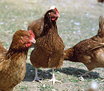 Animal, animals, bird, birds, chicken, chickens, hen, hens, poultry, freerange chicken, freerange chickens, free range chicken, free range chickens, free-range chicken, free-range chickens, free range, free-range, agriculture.