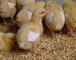 Animal, Animals, Bird, Birds, chicken, chickens, hen, hens, poultry, chick, chicks, young animal, young animals, baby animal, baby animals, broiler chicken, broiler chickens, broiler hen, broiler hens.
