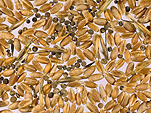 Rural, Rural Scene, Rural Scenes, Farming, Farmland, farm, farms, Agriculture, rural, rural scene, rural scenes, crop, crops, wheat, wheat crop, wheat crops, wheat grain, wheat grains, grain, grains, weed seed sleavers, weed seed cleaver, galium, galium aparine, wild oats, avena fatua, grain, grains, wheat grain, wheat grains, grain of wheat, grains of wheat.