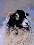 Swaledale, swaledale sheep, rural, rural scene, rural scenes, Farming, Farmland, farm, farms, animal, animals, sheep, meat industry, meat trade, ewe, ewes, livestock.