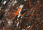 Australia, Australian, Marinelife, Marine life, Aquatic, Aquatic life, Sea life, Sealife, underwater, underwater scene, underwater scenes, mollusc, molluscs, cephalopod, cephalopods, invertebrate, invertebrates, octopus, octopuses, sand octopus, sand octopuses, southern sand octopus, southern sand octopuses, kaurna, octopus kaurna, esperance, WA, Western Australia, egg, eggs, hatchling, hatchlings, JL21,