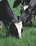 Farming, Farmland, farm, farms, animal, animals, cow, cows, cattle, livestock, agriculture, dairy cow, dairy cows, dairy cattle, rural, rural scene, rural scenes, dairy farm, dairy farms, dairy farming.