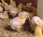 Agriculture, livestock, chicken, chickens, chick, chicks, broiler chick, broiler chicks, young animals, baby animals, animal, animals, bird, birds, hen, hens, poultry.