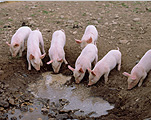 Animal, animals, livestock, agriculture, pig, pigs, piglet, piglets, baby animal, baby animals, young animal, young animals, sty, stys, pigsty, pigstys, pig sty, pig stys, mud, litter, litters.