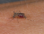 Insect, insects, mozzie, mozzies, mosquito, mosquitos, mosquitoes, diptera, Culicidae, yellow fever, yellow fever mosquito, yellow fever mosquitoes, skin, human skin.