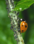 Insect, Insects, Beetle, Beetles, Ladybird, ladybirds, Coccindelidae, aphid, aphids, bean, black bean, black bean aphid, black bean aphids, seven spot, seven spot ladybird, seven spot ladybirds.