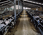 Farming, Farmland, farm, farms, Animal, Animals, Cow, cows, cattle, livestock, agriculture, dairy cattle, dairy cow, pen, pens, dairy cows, rural, rural scene, rural scenes, silage, farm, farms, dairy farm, dairy farms, dairy farming.