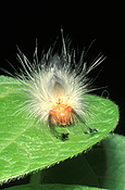Insect, Insects, lepidoptera, moth, moths, apple moth, apple moths, painted apple moth, painted apple moths, bean, beans, teia anartoides, teia, anartoides, plant pest, plant pests, pest, pests, lymantriidae.