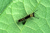 Insect, Insects, lepidoptera, caterpillar, caterpillars, larva, larvae, moth, moths, apple moth, apple moths, painted, painted apple moth, painted apple moths, bean, beans, vegetable, vegetables, teia, anartoides, teia anartoides, lymantriidae.