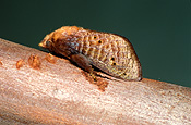 Insect, Insects, lepidoptera, moth, moths, cup, cup moth, cup moths, pest, pests, plant pest, plant pests, blackslug, blackslug cup moth, blackslug cup moths, doratifera, casta, doratifera casta.