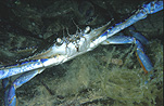 Australia, Australian, Marinelife, Marine life, Aquatic, Aquatic life, Sea life, Sealife, underwater, underwater scene, underwater scenes, Arthropod, Arthropods, Invertebrate, Invertebrates, crab, crabs, crustacean, crustaceans, swimmer crab, swimmer crabs, blue swimmer crab, blue swimmer crabs, Portunus, Portunus pelagicus, pelagicus, Whyalla, Eyre Peninsula, Peninsula, Peninsulas, SA, South Australia, portunidae, JL21,