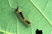Insect, Insects, lepidoptera, caterpillar, caterpillars, larva, larvae, moth, moths, apple moth, apple moths, painted, painted apple moth, painted apple moths, bean, beans, vegetable, vegetables, teia, anartoides, teia anartoides, lymantriidae.