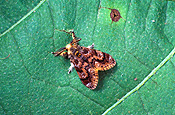 Insect, Insects, lepidoptera, caterpillar, caterpillars, moth, moths, apple moth, apple moths, painted apple moth, painted apple moths, teia anartoides, teia, anartoides, plant pest, plant pests, pest, pests, lymantriidae.