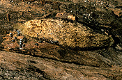 Insect, Insects, lepidoptera, Arthropod, Arthropods, insecta, larva, larvae, Caterpillar, Caterpillars, moth, moths, gum moth, gum moths, white-stemmed, white-stemmed gum moth, white-stemmed gum moths, chelepteryx, collesi, chelepteryx collesi, whitestemmed, white stemmed, white stemmed gum moth, white stemmed gum moths.