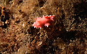 Animal, animals, australian, marine, Australia, Australian, Marinelife, Marine life, Aquatic, Aquatic life, Sea life, Sealife, slug, slugs, sea slug, sea slugs, nudibranch, nudibranchs, underwater, underwater scene, underwater scenes, nudibranchia, gastropoda, mollusc, molluscs, gastropod, gastropods, verconia, verconia verconis, Tumby Bay, Eyre Peninsula, SA, South Australia, JL21,