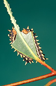 Insect, Insects, lepidoptera, Arthropod, Arthropods, insecta, caterpillar, caterpillars, pests, plant pests, larva, larvae, cup moth, cup moth caterpillar, spine, spines, Cup moth caterpillars, cup-moth caterpillar, cup-moth caterpillars, lepidoptera.