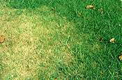 Lawn, lawns, pest, pests, lawn pest, lawn pests, webworm, webworms, sod, sod webworm, sod webworms, pyralidae.