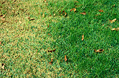 Lawn, lawns, pest, pests, lawn pest, lawn pests, webworm, webworms, sod, sod webworm, sod webworms, pyralidae.