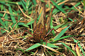 Orthoptera, insect, insects, Arthropod, Arthropods, insecta, grasshopper, Grasshoppers, yellow-winged, yellow winged, yellow-winged grasshopper, yellow-winged grasshopper, yellow winged grasshopper, yellow winged grasshopper, gastrimargus, musicus, gastrimargus musicus, locust, locusts, yellow winged locust, yellow-winged locust.