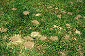 Insect, Insects, ant, ants, lawn, lawns, nest, nests, ants nest, ants nests.