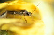 Insect, Insects, Arthropod, Arthropods, insecta, bug, bugs, rutherglen, rutherglen bug, rutherglen bugs, nysius, vinitor, pest, pests, plant pest, plant pests.