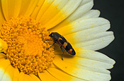 Insect, insects, beetle, beetles, jewel beetle, jewel beetles, buprestid, Buprestid beetle, buprestid beetles, buprestid, flower, flowers, yellow, yellow flower, yellow flowers, chrysanthemum, chrysanthemums, shungiku, daisy, daisies.