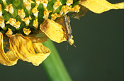 Insect, Insects, Arthropod, Arthropods, insecta, bug, bugs, rutherglen bug, rutherglen bugs, chrysanthemum, chrysanthemums, nysius, flower, flowers, pest, pests, plant pest, plant pests, rutherglen.