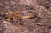 Insect, insects, invertebrate, invertebrates, arthropod, arthropods, orthoptera, cricket, crickets, mole, mole cricket, mole crickets, gryllotalpa, pest, pests, plant pest, plant pests, gryllotalpidae.