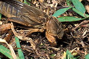 Insect, insects, invertebrate, invertebrates, arthropod, arthropods, orthoptera, cricket, crickets, mole, mole cricket, mole crickets, gryllotalpa, pest, pests, plant pest, plant pests, lawn, lawns, gryllotalpidae.