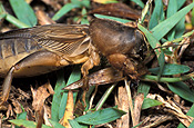 Insect, insects, invertebrate, invertebrates, arthropod, arthropods, orthoptera, cricket, crickets, mole, mole cricket, mole crickets, gryllotalpa, pest, pests, plant pest, plant pests, lawn, lawns, gryllotalpidae.