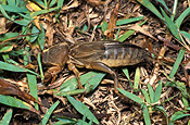Insect, insects, invertebrate, invertebrates, arthropod, arthropods, orthoptera, cricket, crickets, mole, mole cricket, mole crickets, gryllotalpa, pest, pests, plant pest, plant pests, lawn, lawns, gryllotalpidae.