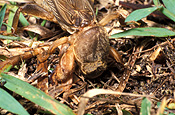 Insect, insects, invertebrate, invertebrates, arthropod, arthropods, orthoptera, cricket, crickets, mole, mole cricket, mole crickets, gryllotalpa, pest, pests, plant pest, plant pests, lawn, lawns, gryllotalpidae.