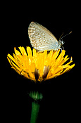 Insect, insects, lepidoptera, butterfly, butterflies, grassblue, grass blue, grassblue butterfly, grassblue butterflies, grass blue butterfly, grass blue butterflies, Herb, herbs, Dandelion, Dandelions, taraxacum, taraxacum officinale, officinale, Flora, flower, flowers, yellow, yellow flower, yellow flowers.