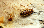Insect, Insects, lepidoptera, moth, moths, apple moth, apple moths, painted apple moth, painted apple moths, teia anartoides, teia, anartoides, plant pest, plant pests, pest, pests, lymantriidae, cocoon, cocoons.