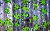 Frog, Frogs, plastic, magnet, magnets, toy, toys, fence, fences, corrugated iron, corrugated fence, corrugated fences.
