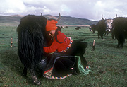 Asia, Asian, China, Chinese, Tibet, Tibetan, nomad, nomads, nomadic, bovine, bovines, bos, grunniens, bos grunniens, animal, animals, yak, yaks, milk, milks, milking, people, woman, women, bucket, buckets.